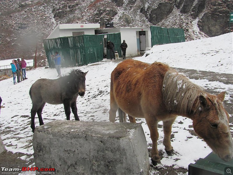 Icy Nathu-La-mules.jpg