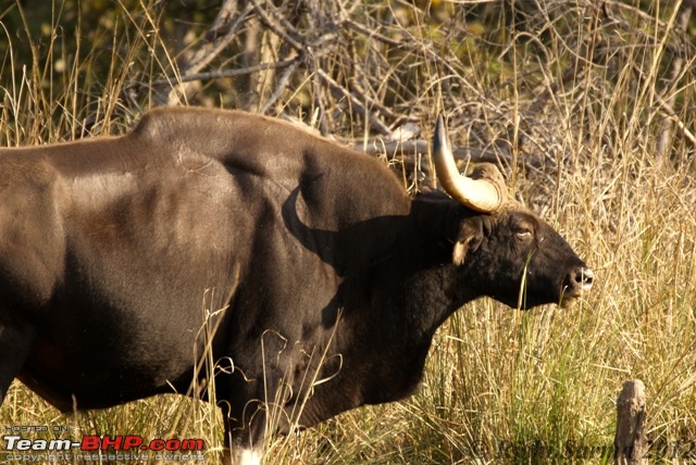 Satpura National Park - The little jewel of MP-gaur.jpg