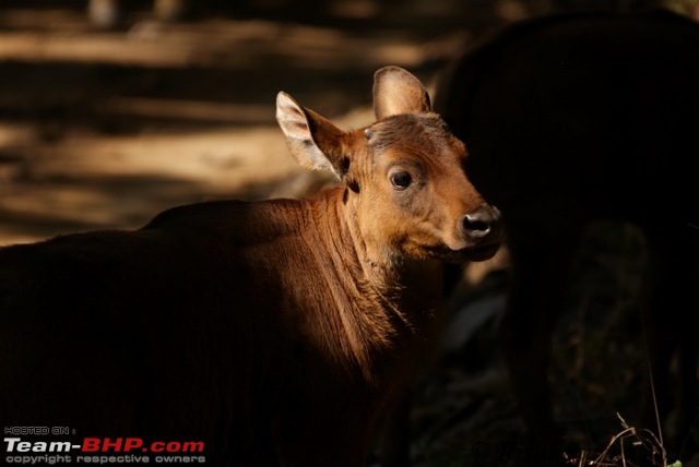 Satpura National Park - The little jewel of MP-gaur-calf.jpg