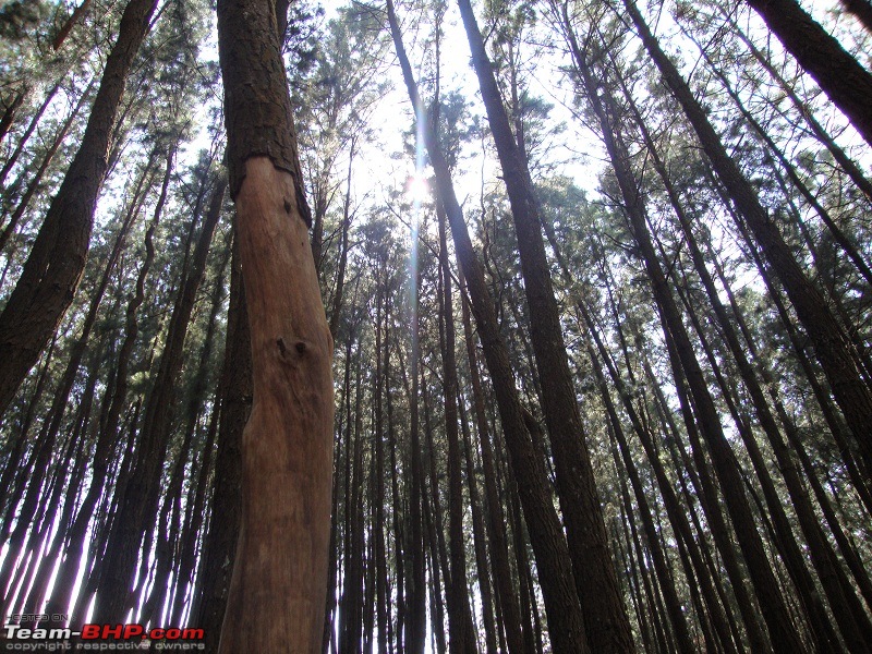 A one day dash to Vagamon, Kuttikkanam and Parunthumpara-50.jpg