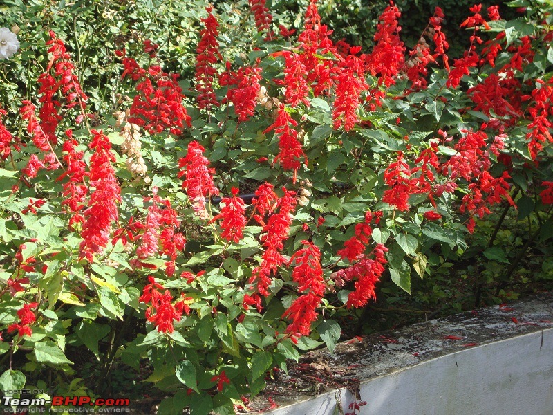 A one day dash to Vagamon, Kuttikkanam and Parunthumpara-64.jpg