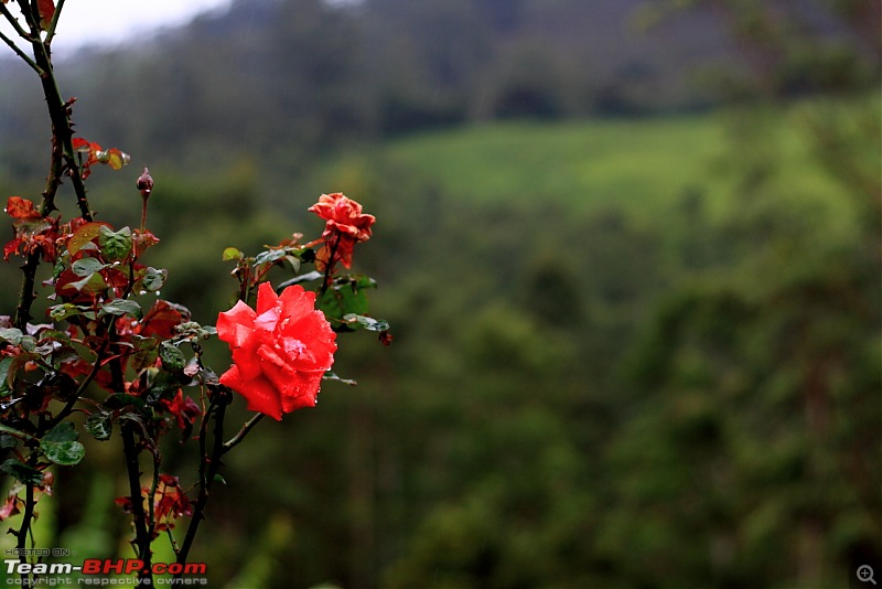 Getting drenched in Munnar (Bangalore to Munnar and Kannur)-img_1275_ed.jpg