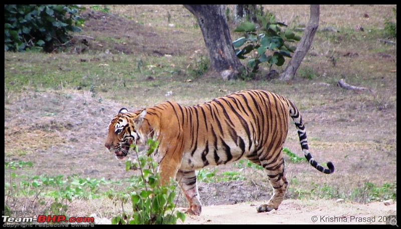 Bandipur Visit - June 2012 Edition-img_8436.jpg