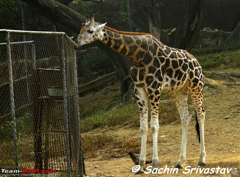 Children's day: Trip to the Delhi Zoo-img_3216.jpg