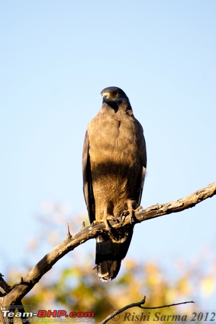 Satpura National Park - The little jewel of MP-crested-serpent-eagle07316.jpg