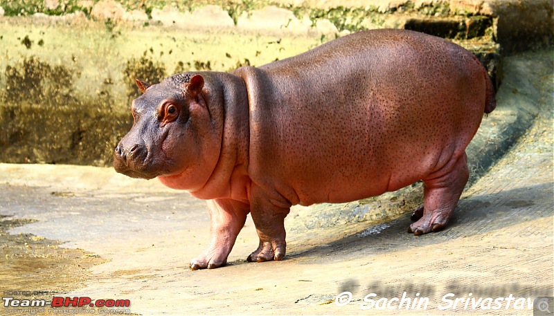 Children's day: Trip to the Delhi Zoo-img_3244.jpg