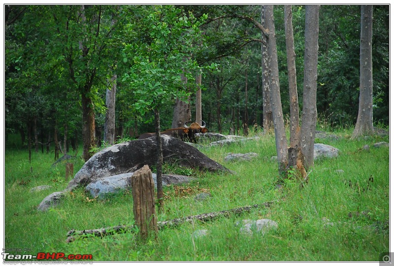 Rambling inside the forests of Jharkhand-89.jpg