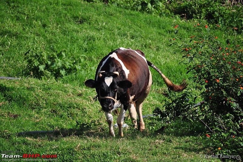 The Jet learns to make cheese: A farmstay experience in the Nilgiris-dsc_0050.jpg