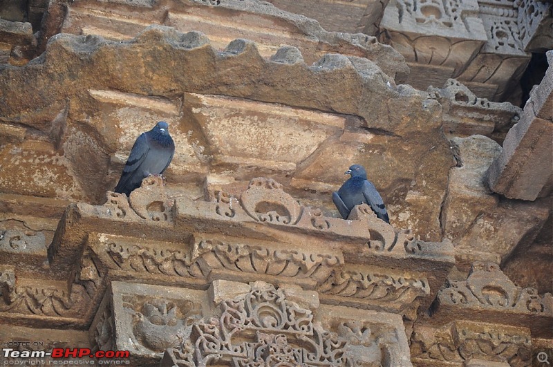 The Mumbai cheetah goes to greet the Sasan Gir Lion (A Gujarat travelogue)-dsc_0312.jpg