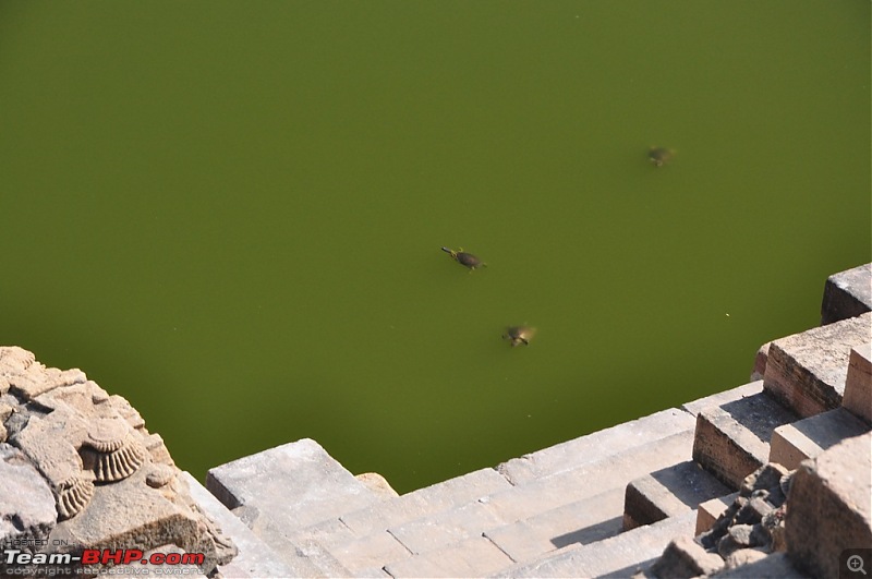 The Mumbai cheetah goes to greet the Sasan Gir Lion (A Gujarat travelogue)-dsc_0352.jpg