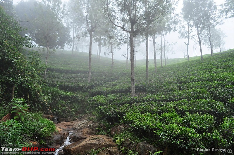 The Jet learns to make cheese: A farmstay experience in the Nilgiris-dsc_0353.jpg