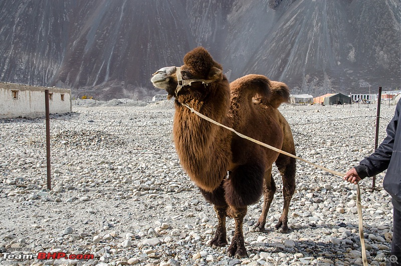 18 Passes, 15 lakes and 2 breakdowns : Ladakh and Lahaul call again-dsc_dsc_6245_lrxl.jpg