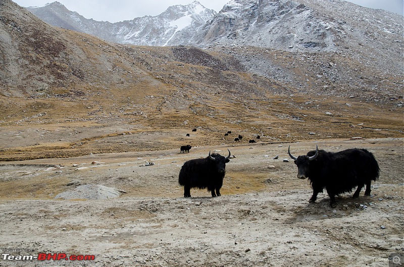 18 Passes, 15 lakes and 2 breakdowns : Ladakh and Lahaul call again-dsc_dsc_6274_lrxl.jpg