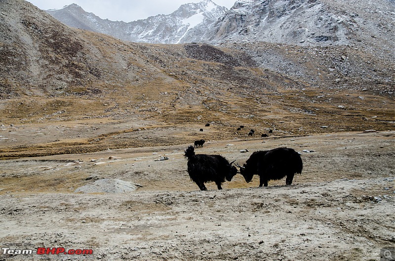 18 Passes, 15 lakes and 2 breakdowns : Ladakh and Lahaul call again-dsc_dsc_6275_lrxl.jpg