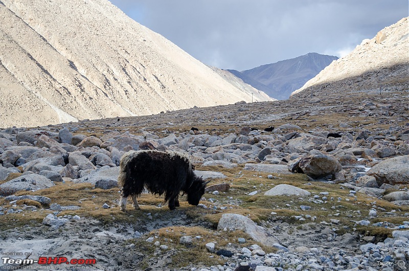 18 Passes, 15 lakes and 2 breakdowns : Ladakh and Lahaul call again-dsc_dsc_6303_lrxl.jpg