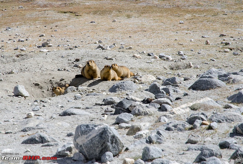 18 Passes, 15 lakes and 2 breakdowns : Ladakh and Lahaul call again-dsc_dsc_6318_lrxl.jpg