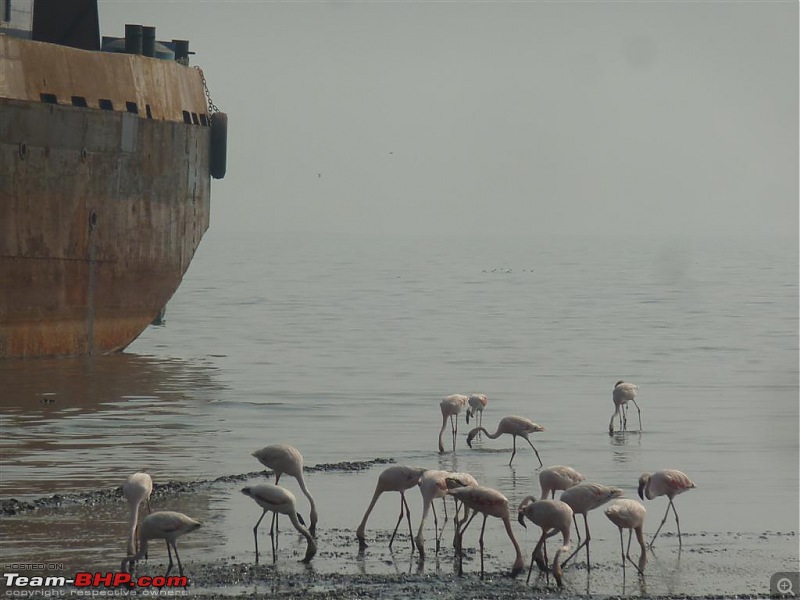 PICS: Flamingoes start flying into Sewri, Mumbai-p1140787-large.jpg