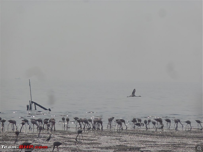 PICS: Flamingoes start flying into Sewri, Mumbai-p1140796-large.jpg