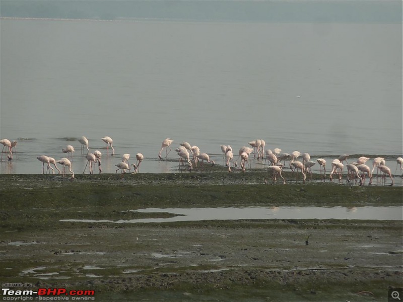 PICS: Flamingoes start flying into Sewri, Mumbai-p1140806-large.jpg