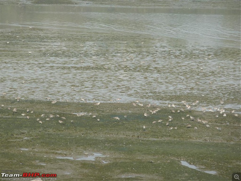 PICS: Flamingoes start flying into Sewri, Mumbai-p1140812-large.jpg