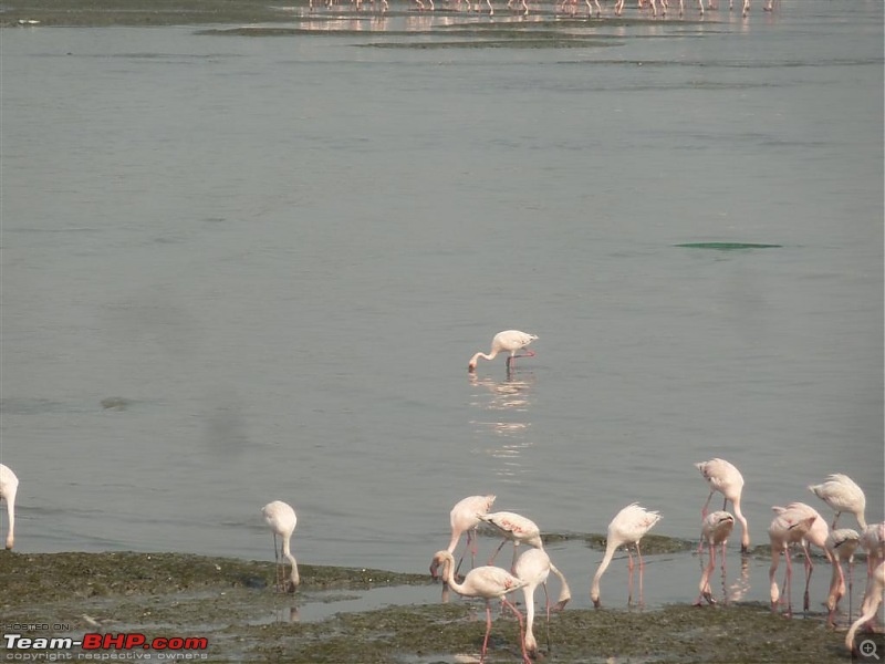 PICS: Flamingoes start flying into Sewri, Mumbai-p1140822-large.jpg