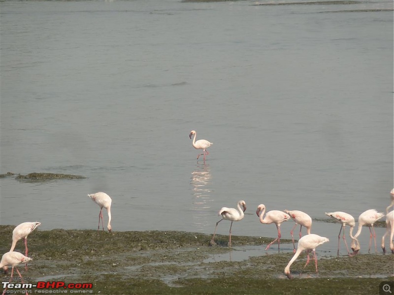 PICS: Flamingoes start flying into Sewri, Mumbai-p1140824-large.jpg