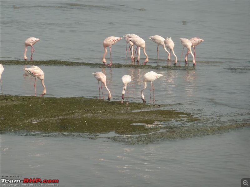 PICS: Flamingoes start flying into Sewri, Mumbai-p1140825-large.jpg