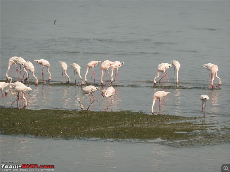 PICS: Flamingoes start flying into Sewri, Mumbai-p1140828-large.jpg