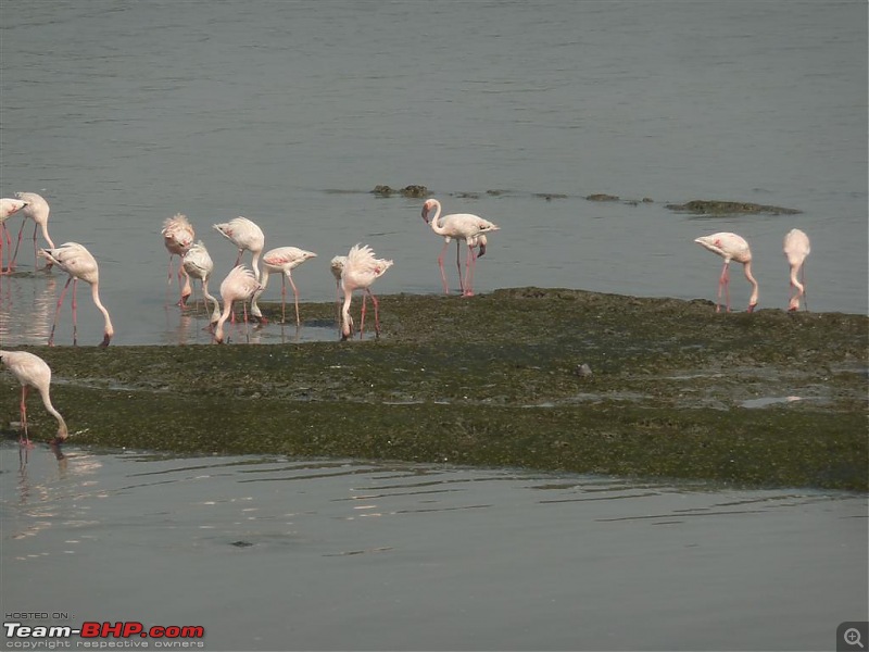 PICS: Flamingoes start flying into Sewri, Mumbai-p1140830-large.jpg