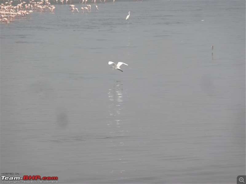PICS: Flamingoes start flying into Sewri, Mumbai-p1140837-large.jpg