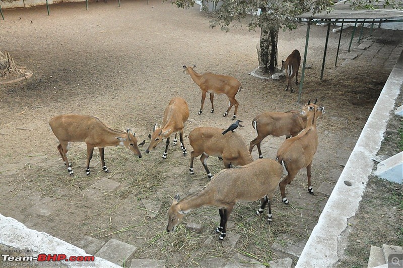 The Mumbai cheetah goes to greet the Sasan Gir Lion (A Gujarat travelogue)-dsc_0231.jpg