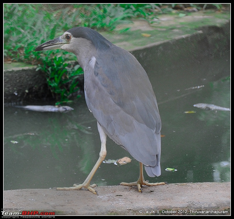 Civved : Thiruvananthapuram, Kollam - A Journey Back to Our Roots-dsc_5071.jpg