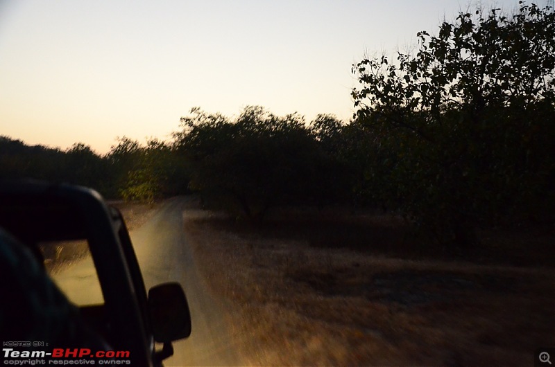 The Mumbai cheetah goes to greet the Sasan Gir Lion (A Gujarat travelogue)-dsc_0091.jpg