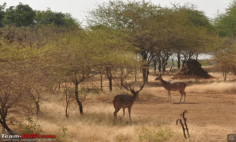 The Mumbai cheetah goes to greet the Sasan Gir Lion (A Gujarat travelogue)-dsc_0537.jpg