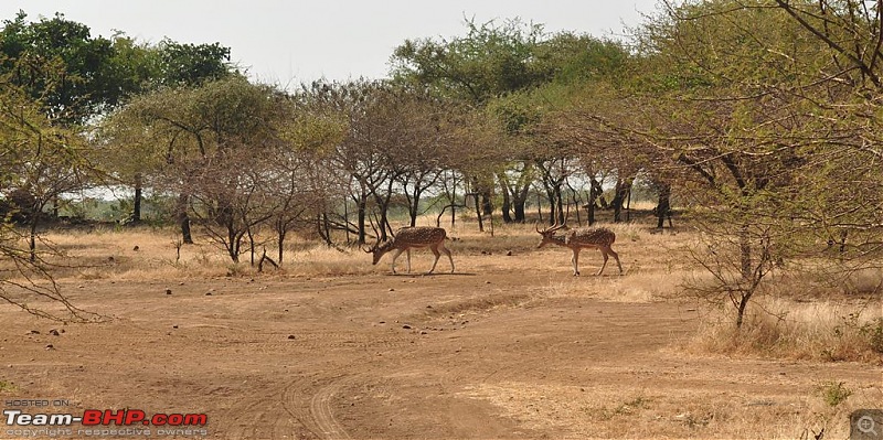 The Mumbai cheetah goes to greet the Sasan Gir Lion (A Gujarat travelogue)-dsc_0541.jpg