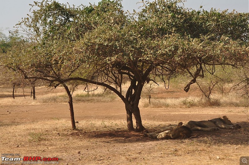 The Mumbai cheetah goes to greet the Sasan Gir Lion (A Gujarat travelogue)-dsc_0544.jpg