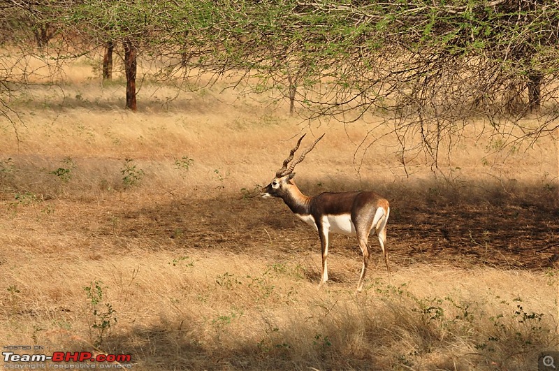 The Mumbai cheetah goes to greet the Sasan Gir Lion (A Gujarat travelogue)-dsc_0553.jpg