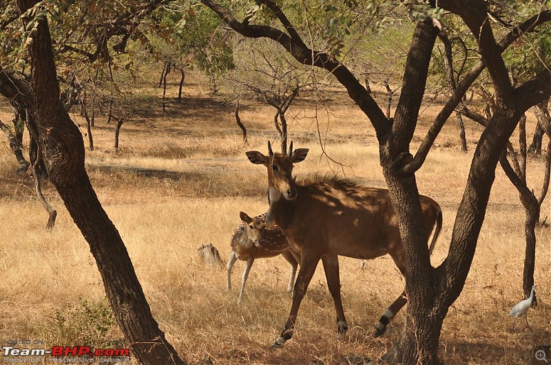 The Mumbai cheetah goes to greet the Sasan Gir Lion (A Gujarat travelogue)-dsc_0585.jpg