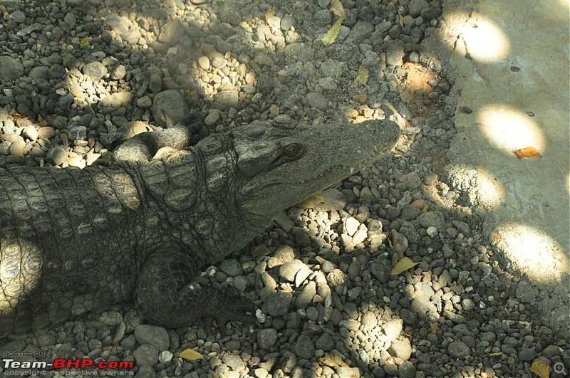 The Mumbai cheetah goes to greet the Sasan Gir Lion (A Gujarat travelogue)-dsc_0671.jpg