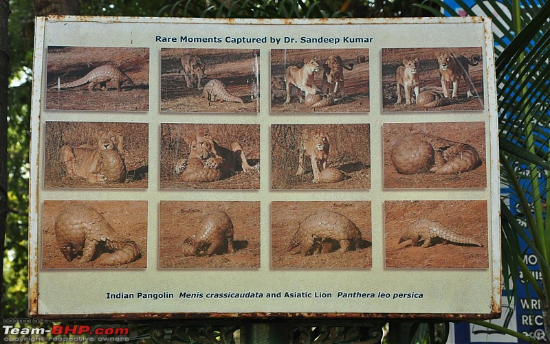 The Mumbai cheetah goes to greet the Sasan Gir Lion (A Gujarat travelogue)-dsc_0720.jpg