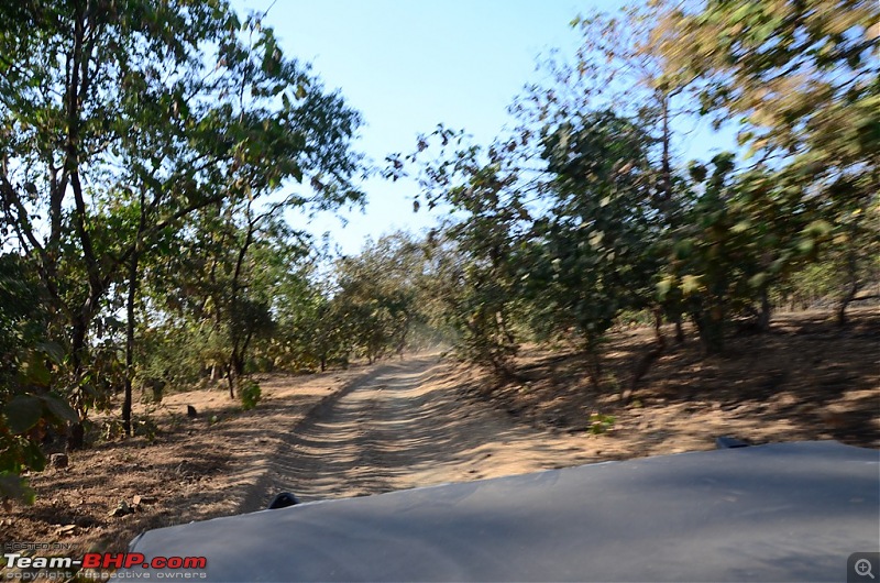 The Mumbai cheetah goes to greet the Sasan Gir Lion (A Gujarat travelogue)-dsc_0185.jpg