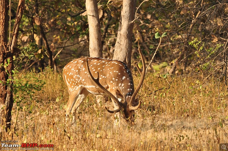 The Mumbai cheetah goes to greet the Sasan Gir Lion (A Gujarat travelogue)-dsc_0732.jpg