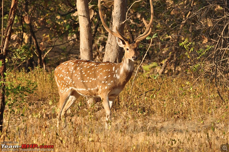 The Mumbai cheetah goes to greet the Sasan Gir Lion (A Gujarat travelogue)-dsc_0735.jpg