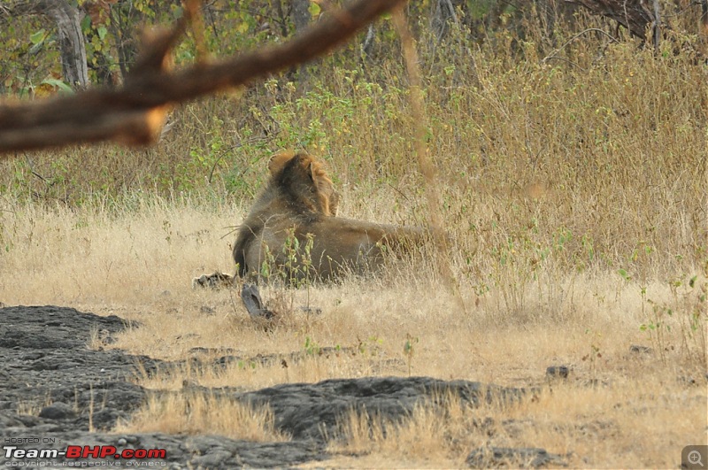 The Mumbai cheetah goes to greet the Sasan Gir Lion (A Gujarat travelogue)-dsc_0791.jpg