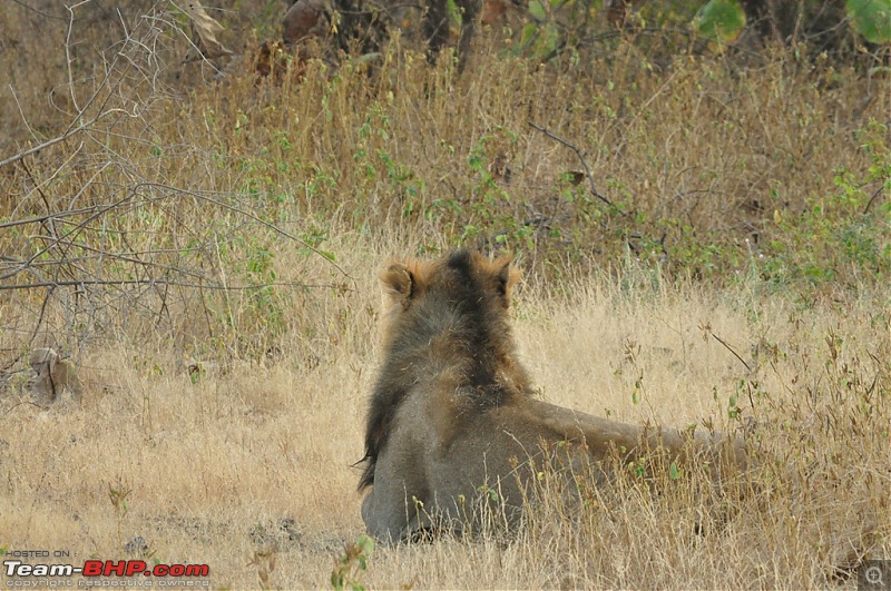 The Mumbai cheetah goes to greet the Sasan Gir Lion (A Gujarat travelogue)-dsc_0799.jpg