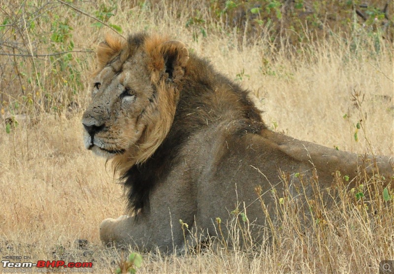 The Mumbai cheetah goes to greet the Sasan Gir Lion (A Gujarat travelogue)-dsc_0807.jpg