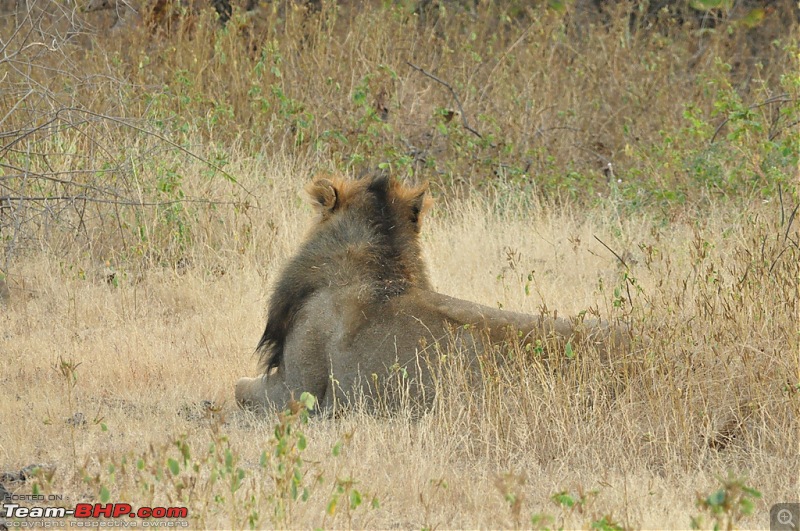 The Mumbai cheetah goes to greet the Sasan Gir Lion (A Gujarat travelogue)-dsc_0810.jpg