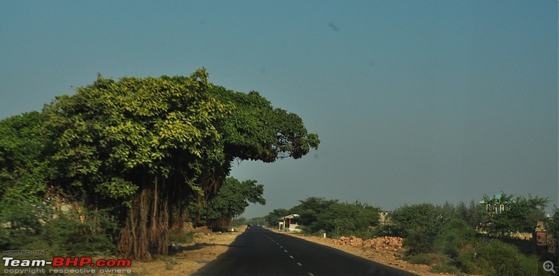 The Mumbai cheetah goes to greet the Sasan Gir Lion (A Gujarat travelogue)-dsc_0903.jpg