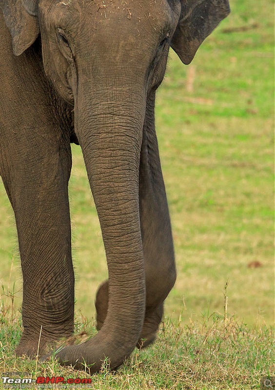 Bandipur & Kabini over weekends : Photologue-_dsm2458.jpg