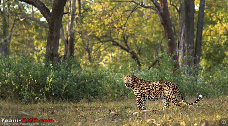 Bandipur & Kabini over weekends : Photologue-_m1d4374.jpg